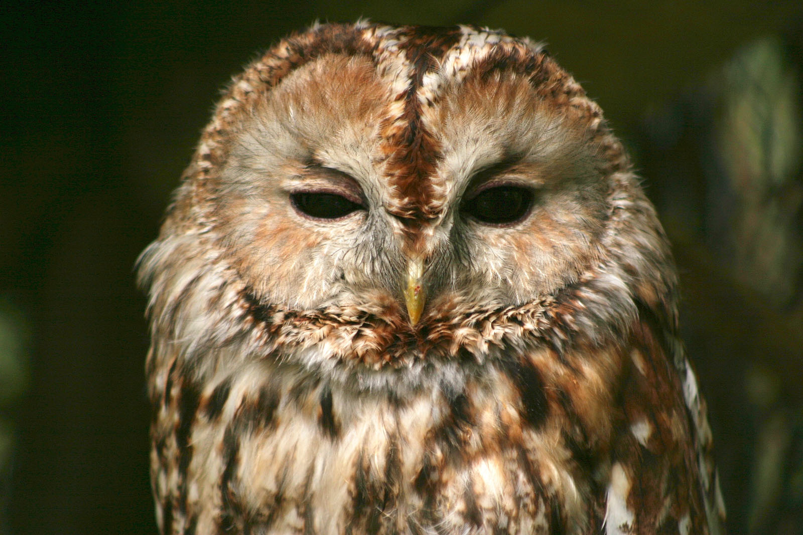 Waldkauz (Strix aluco) – Wildland Stiftung Bayern