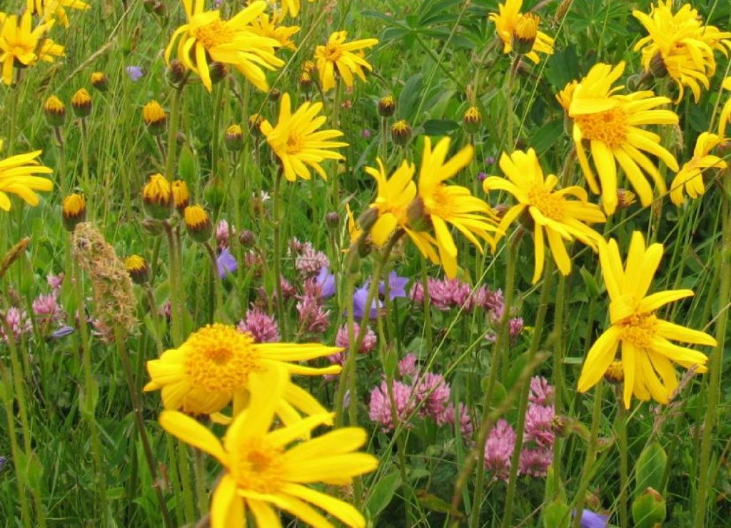 Arnika_T. Kirchner 2