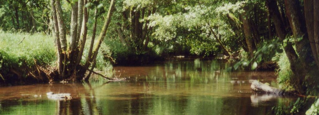 Schondra © Wildland-Stiftung Bayern