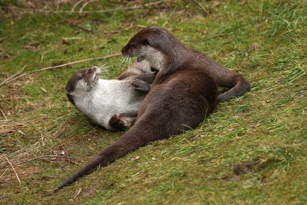 Wildland Tierart Fischotter