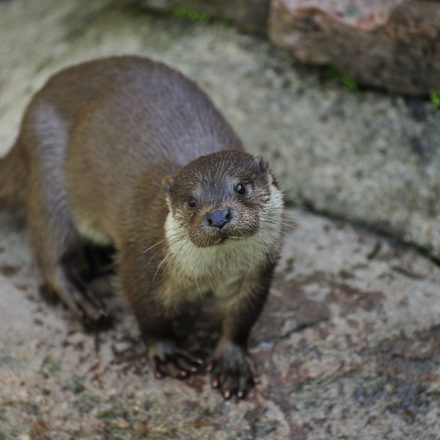 Fischotter_M_Kreuels_Piclease