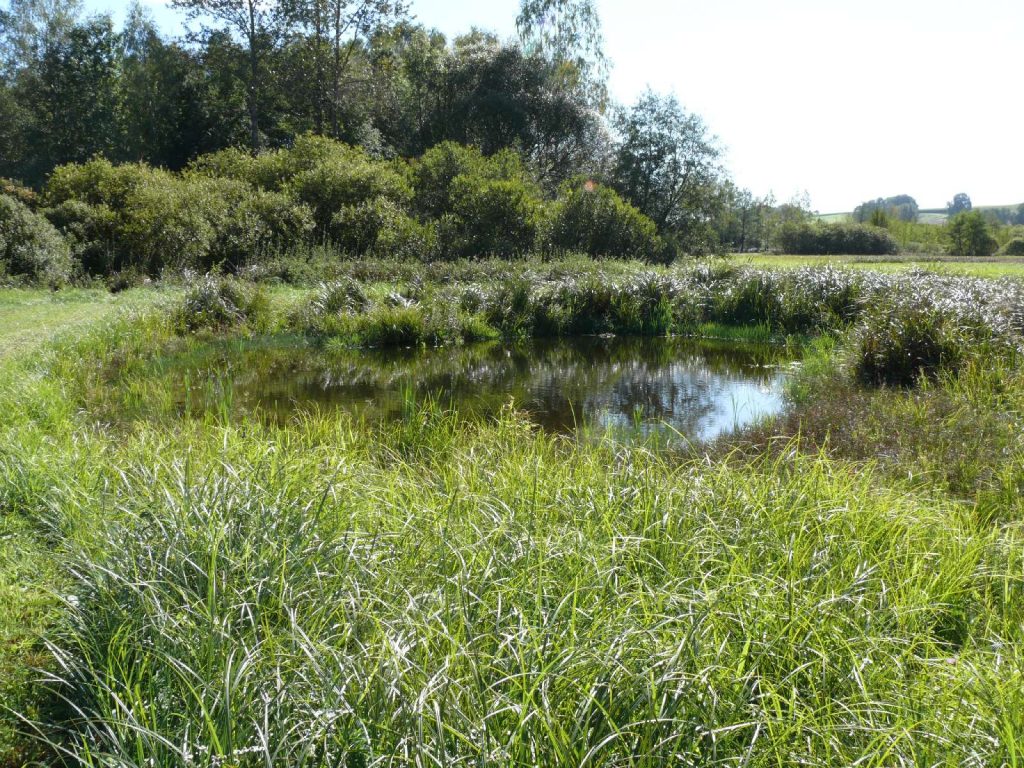 Thalhamer Moos © Wildland-Stiftung Bayern