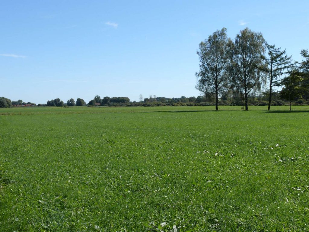 Thalhamer Moos © Wildland-Stiftung Bayern