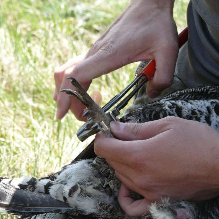 Beringung von Birkwild©Wildland-Stiftung Bayern