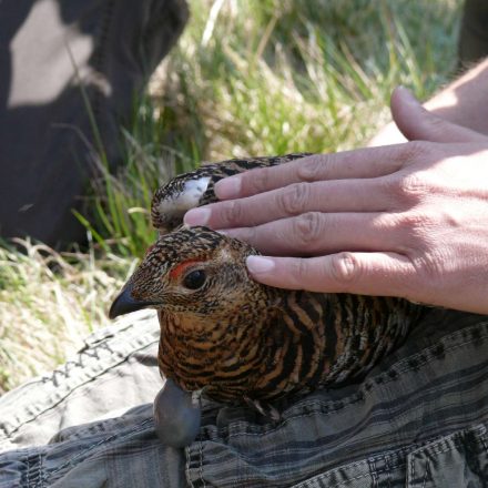 besenderte Birkhenne©Wildland-Stiftung Bayern