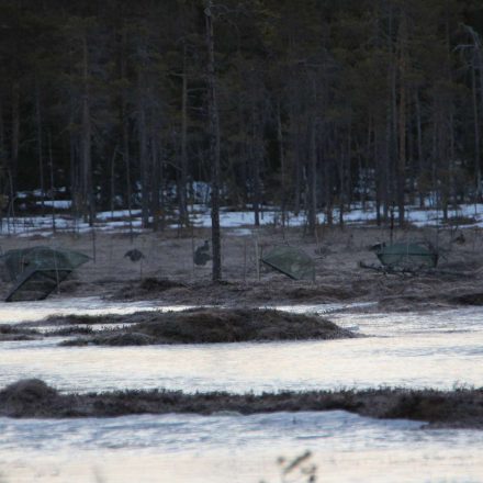 morgendlicher Fang in Schweden ©Wildland-Stiftung Bayern