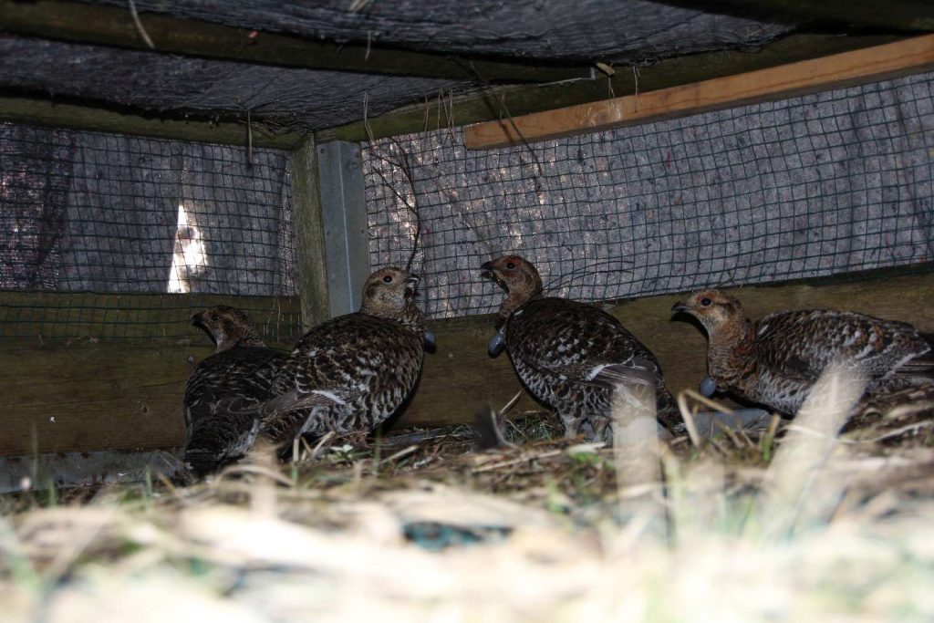 Birkhühner in der Auswilderungskiste ©Wildland-Stiftung Bayern