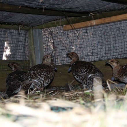 Birkhühner in der Auswilderungskiste ©Wildland-Stiftung Bayern