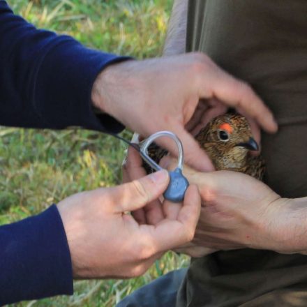 Besendern von Birkwild©Wildland-Stiftung Bayern