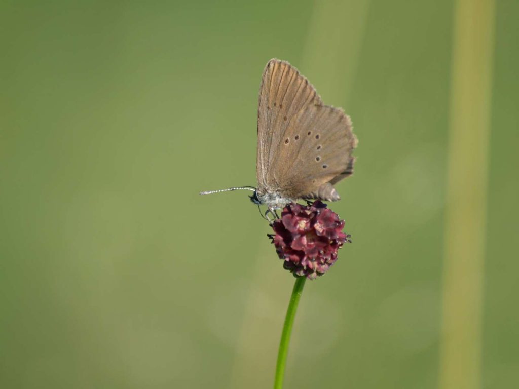 Dunkler Wiesenknopf-Ameisenbläuling © K. Reitmeier/Piclease