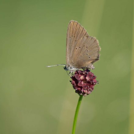 Dunkler Wiesenknopf-Ameisenbläuling © K. Reitmeier/Piclease