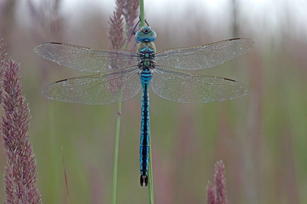 Große Königslibelle © C. Müller/Piclease