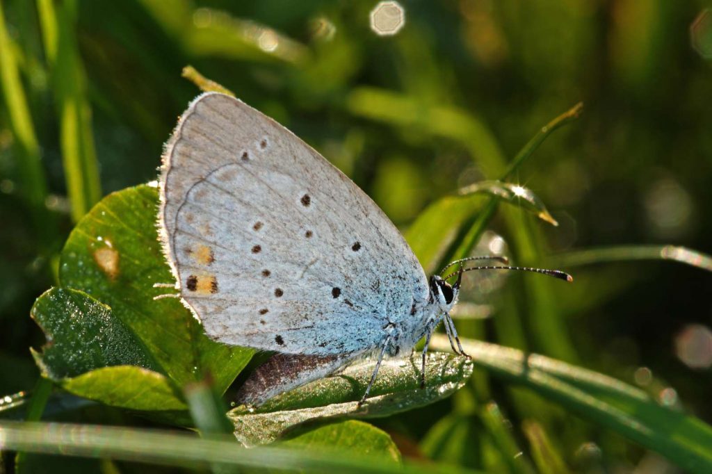 Kurzschwänziger Bläuling © T. Laussmann/Piclease