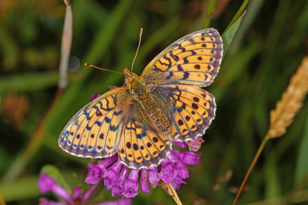 Mädesüß-Perlmuttfalter © T. Laussmann/Piclease