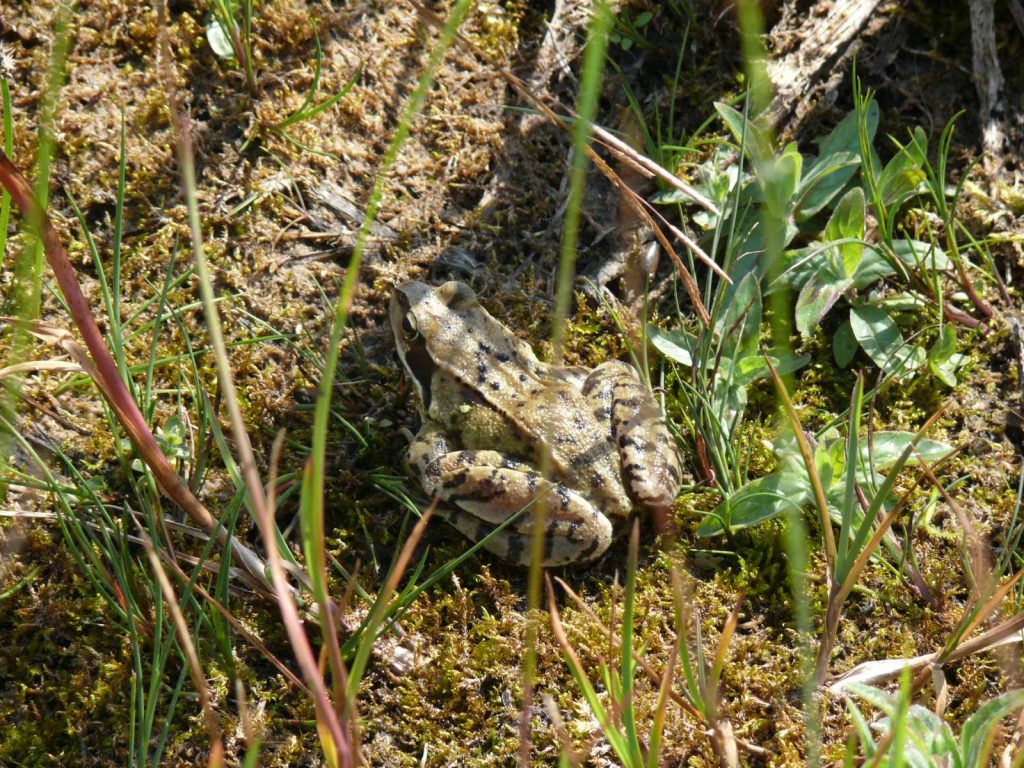 © Wildland-Stiftung Bayern