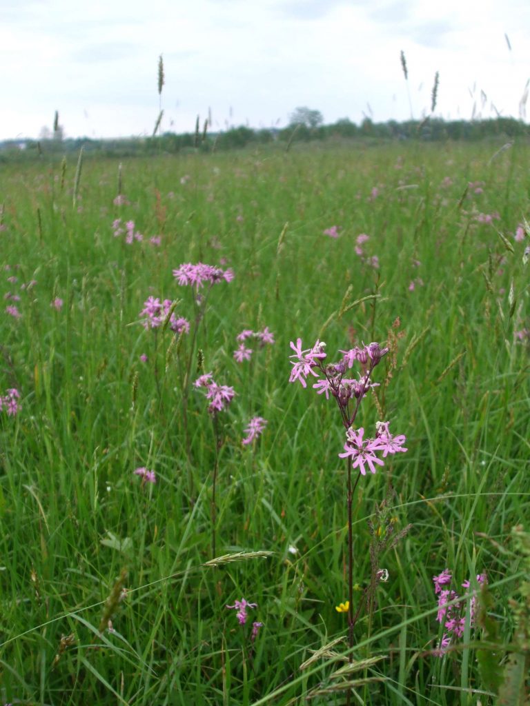 © Wildland-Stiftung Bayern