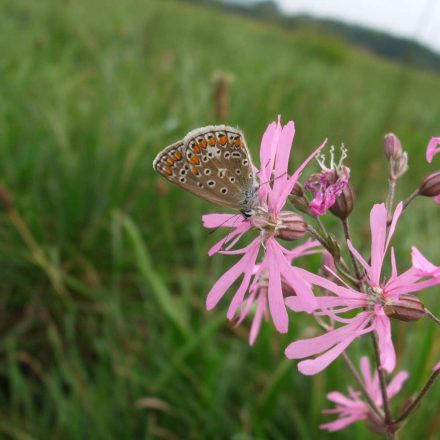 © Wildland-Stiftung Bayern