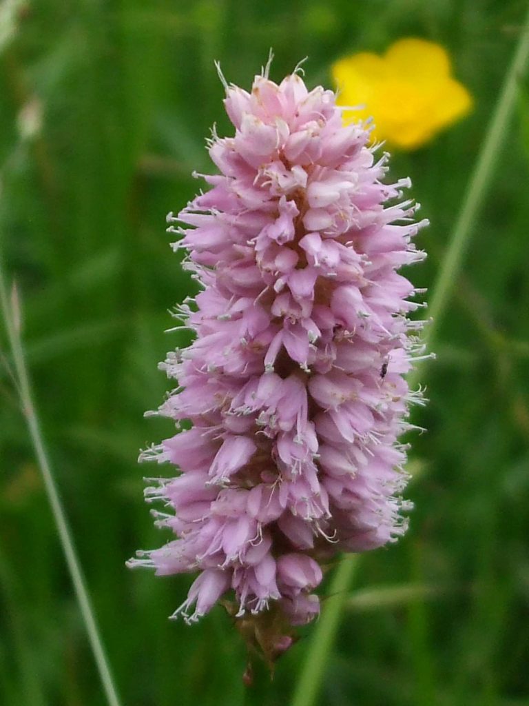 © Wildland-Stiftung Bayern