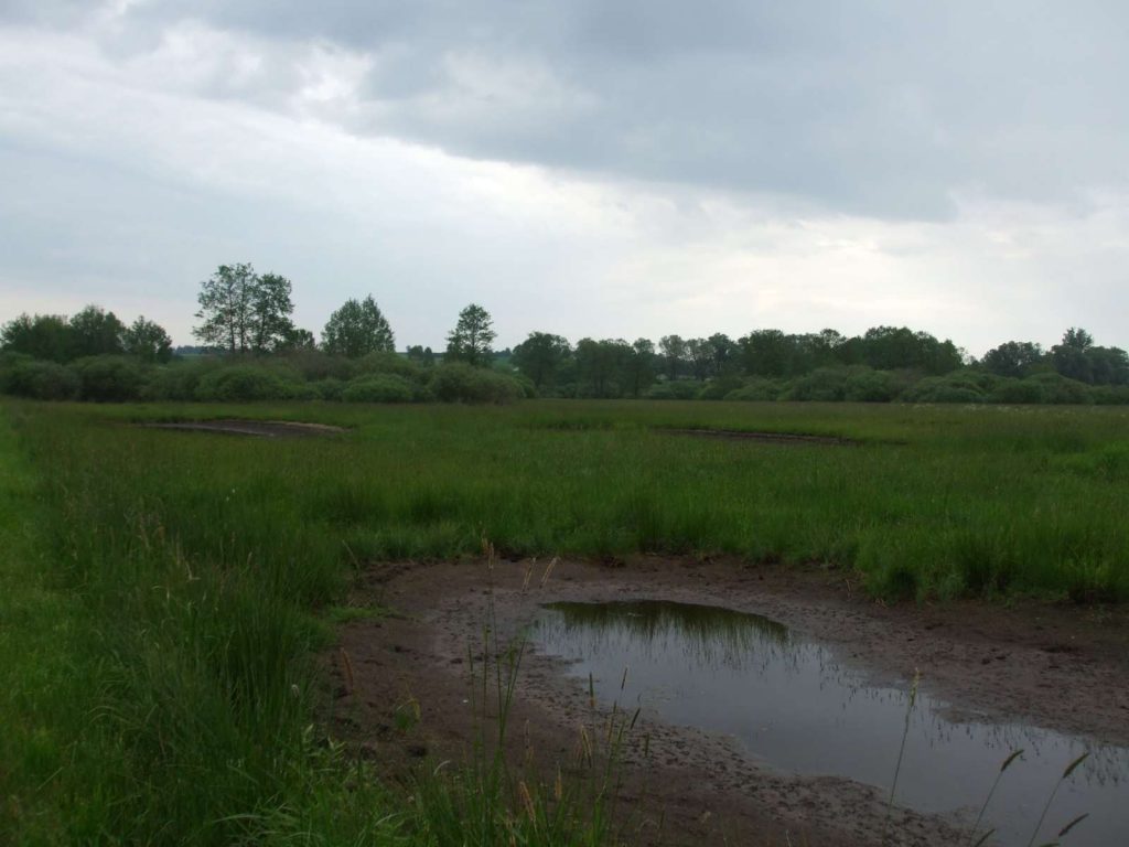 © Wildland-Stiftung Bayern