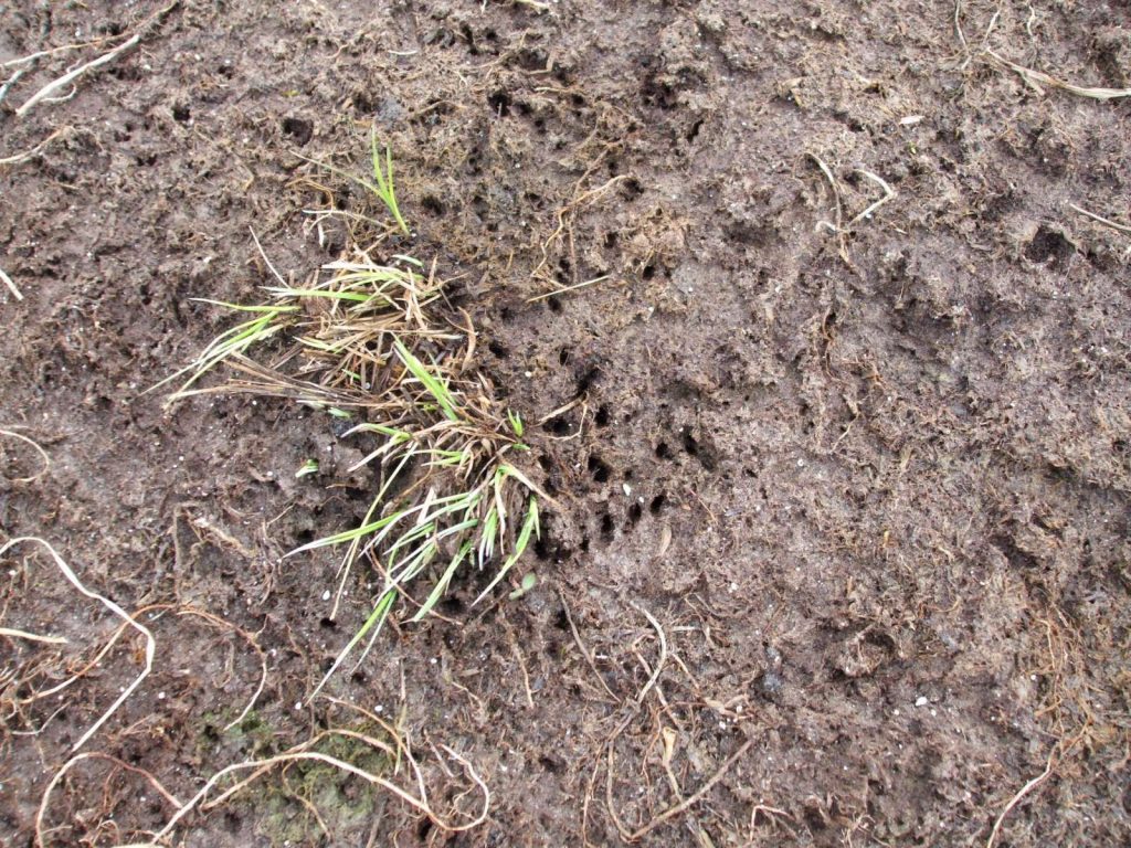 © Wildland-Stiftung Bayern