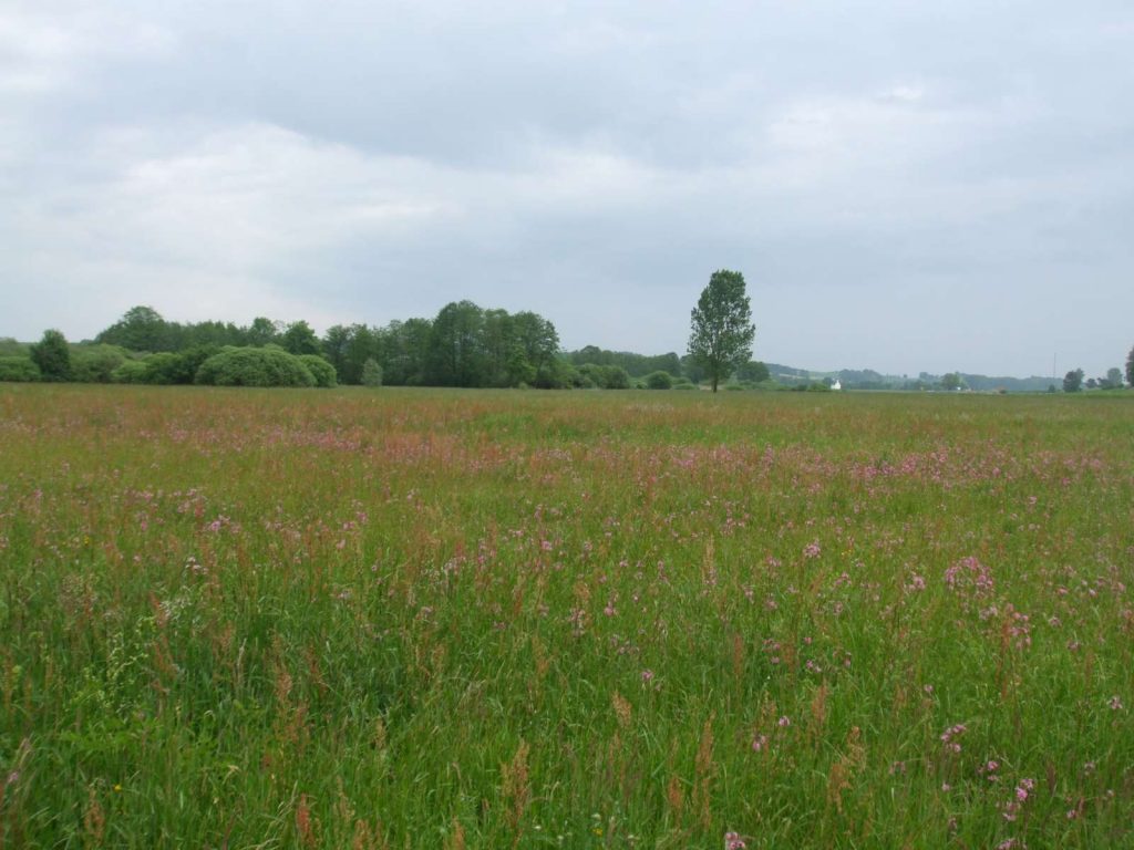 ThalhamerMoos © Wildland-Stiftung Bayern