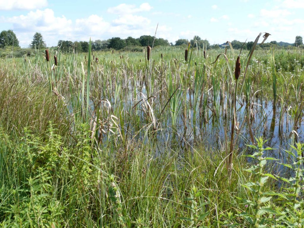 © Wildland-Stiftung Bayern