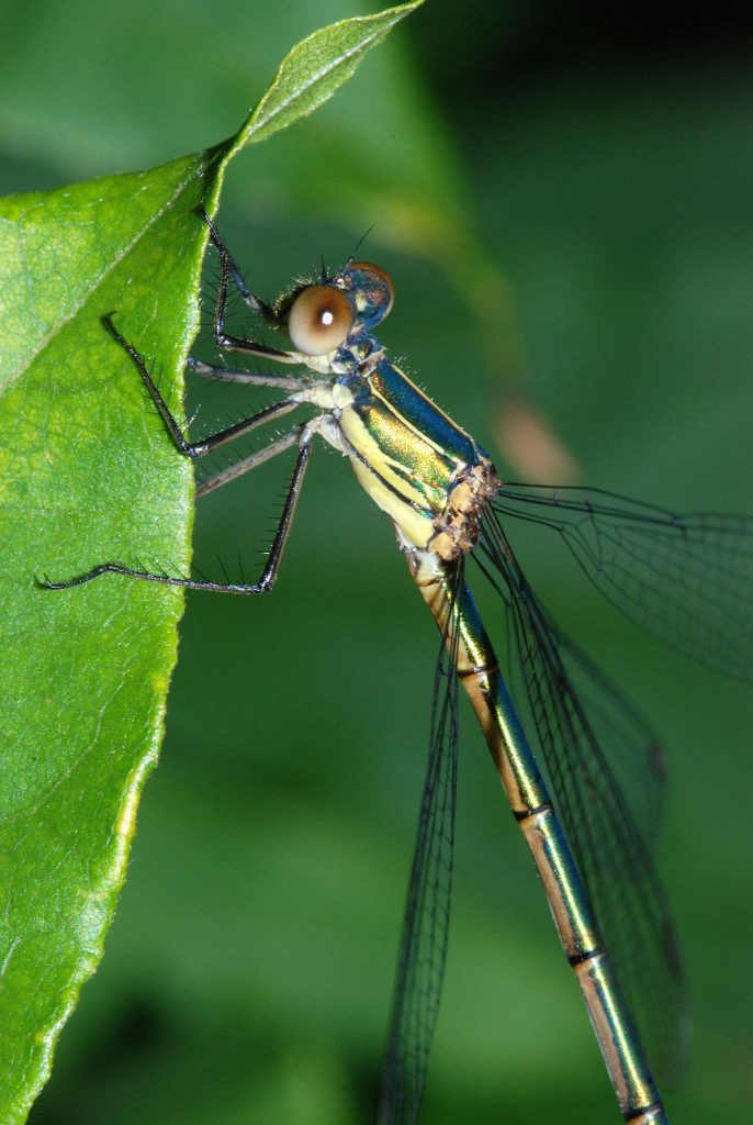 Weidenjungfer © C. Martin/Piclease