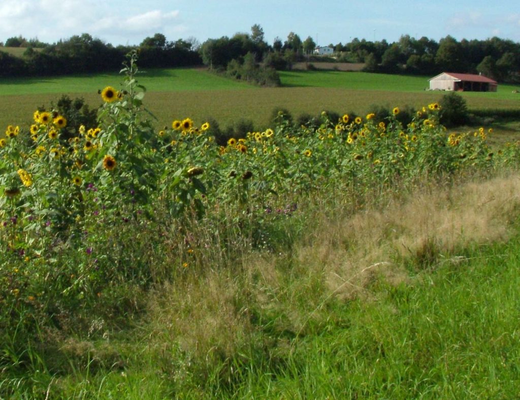 Strukturvielfalt Tännesberg