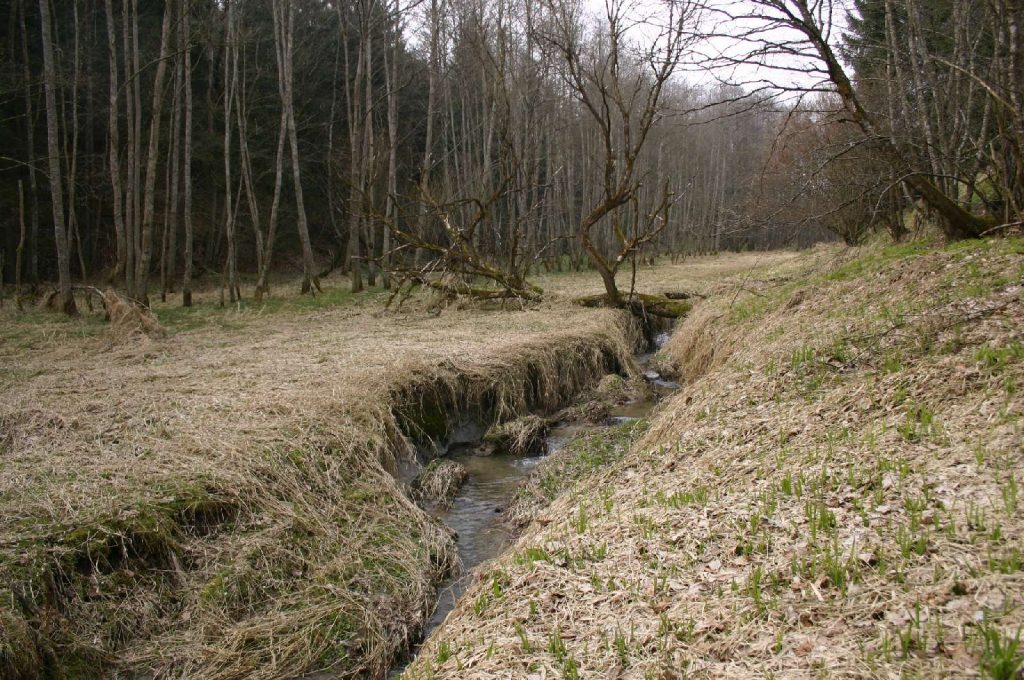 Altenreiter Graben © Wildland-Stiftung Bayern