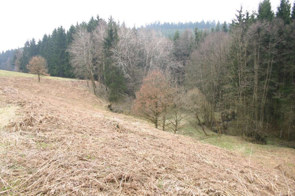 Altenreiter Graben © Wildland-Stiftung Bayern