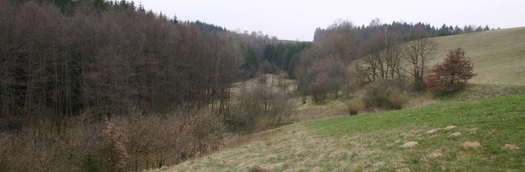 Talaue am Altenreiter Graben © Wildland-Stiftung Bayern