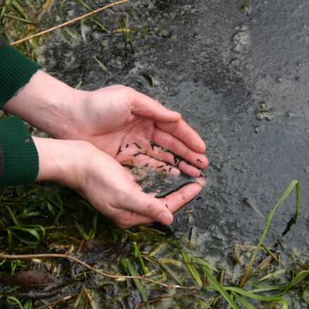 Amphibienlaich © Wildland-Stiftung Bayern