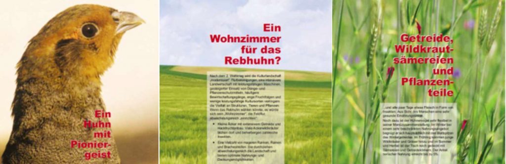 Rebhuhn-Ausstellung