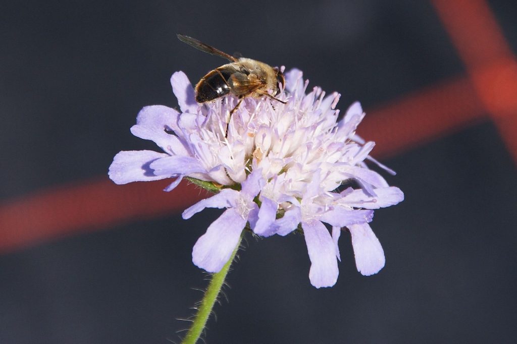 Wiesenskabiose©Wildland-Stiftung Bayern