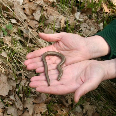 Blindschleiche © Wildland-Stiftung Bayern