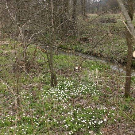 Frühblüher © Wildland-Stiftung Bayern