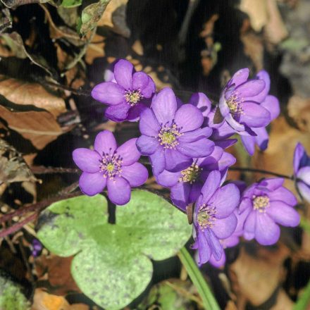 Leberblümchen©E-Thielscher/piclease