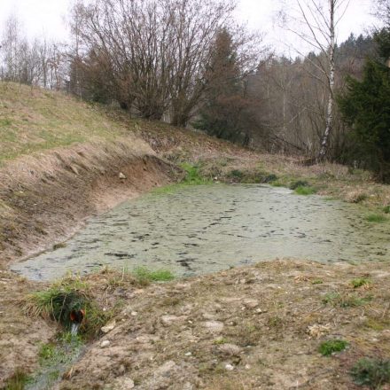 Amphibientümpel © Wildland-Stiftung Bayern