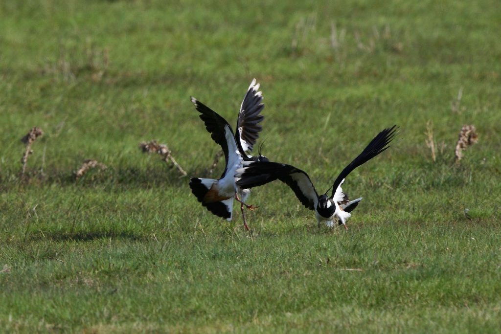 Kiebitze fliegen auf ©H-Glader/piclease