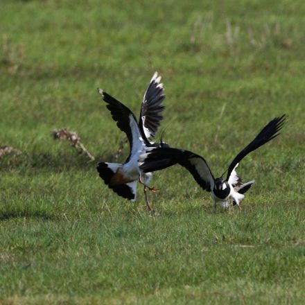 Kiebitze fliegen auf ©H-Glader/piclease