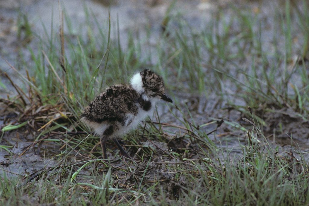 Jungvogel Kiebitz