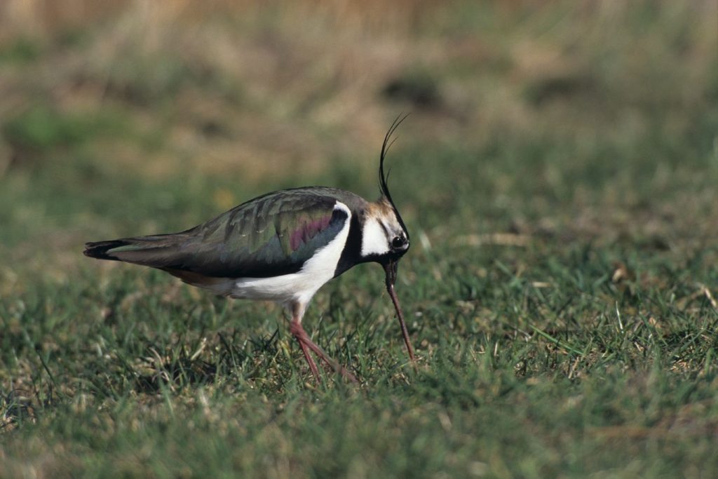 Kiebitz bei Nahrungssuche ©H. Glader/Piclease