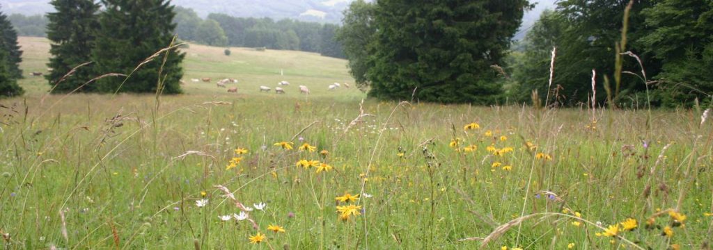 Feuerberg © Wildland-Stiftung Bayern