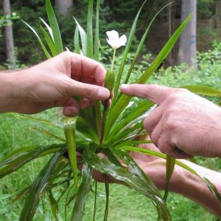 Krebsschere © Wildland-Stiftung Bayern