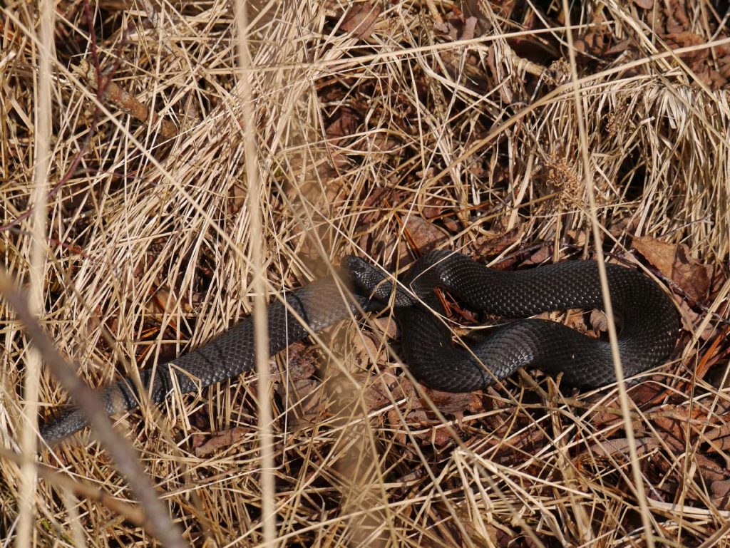 Kreuzotter © K. Reitmeier/Piclease