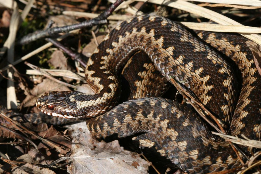 Kreuzotter©M-Müller/piclease