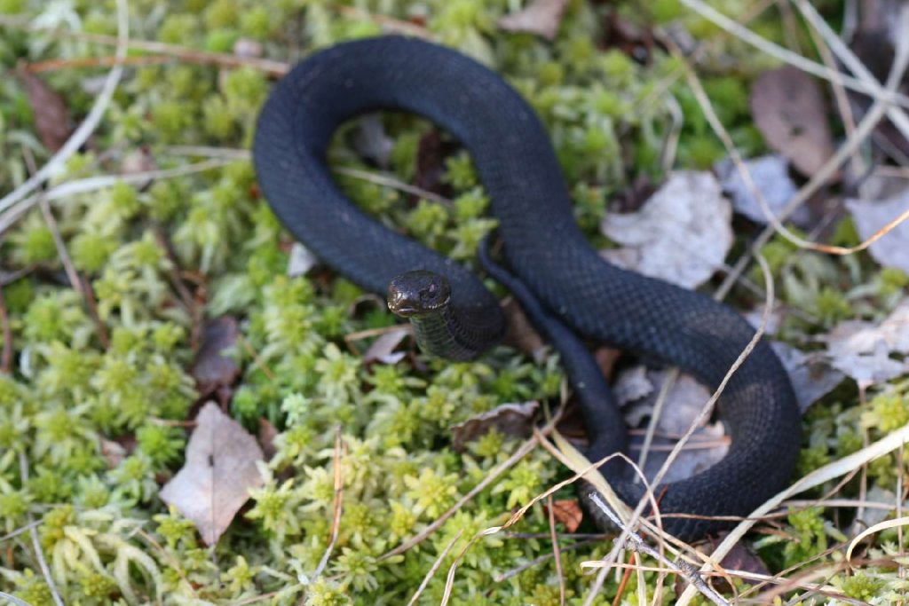 Kreuzotter © M. Müller/Piclease