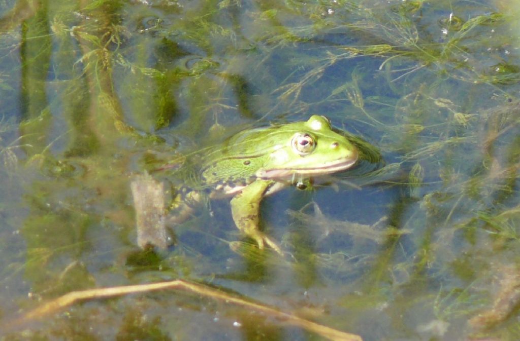 Amphibien© Wildland-Stiftung Bayern