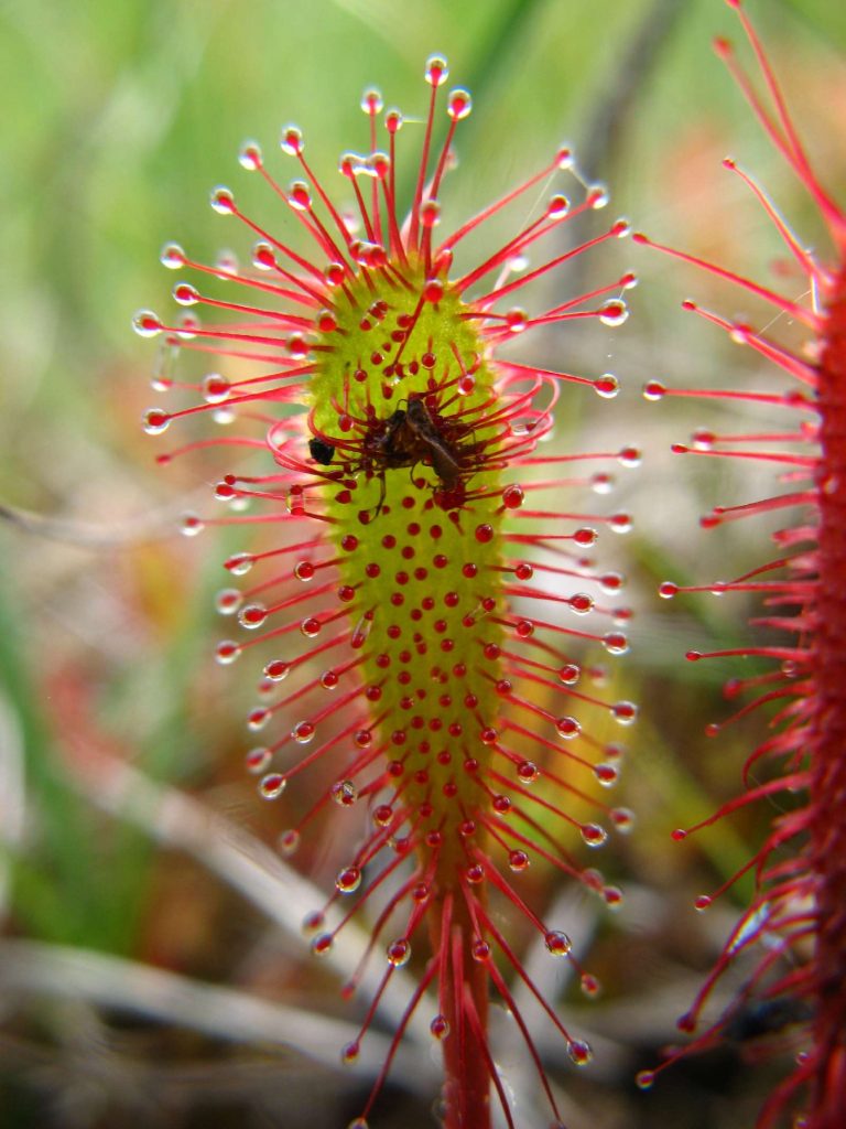 Langblättriger Sonnentau © S. Klemich/Piclease