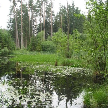 Waldweiher Silberbründl © Wildland-Stiftung Bayern